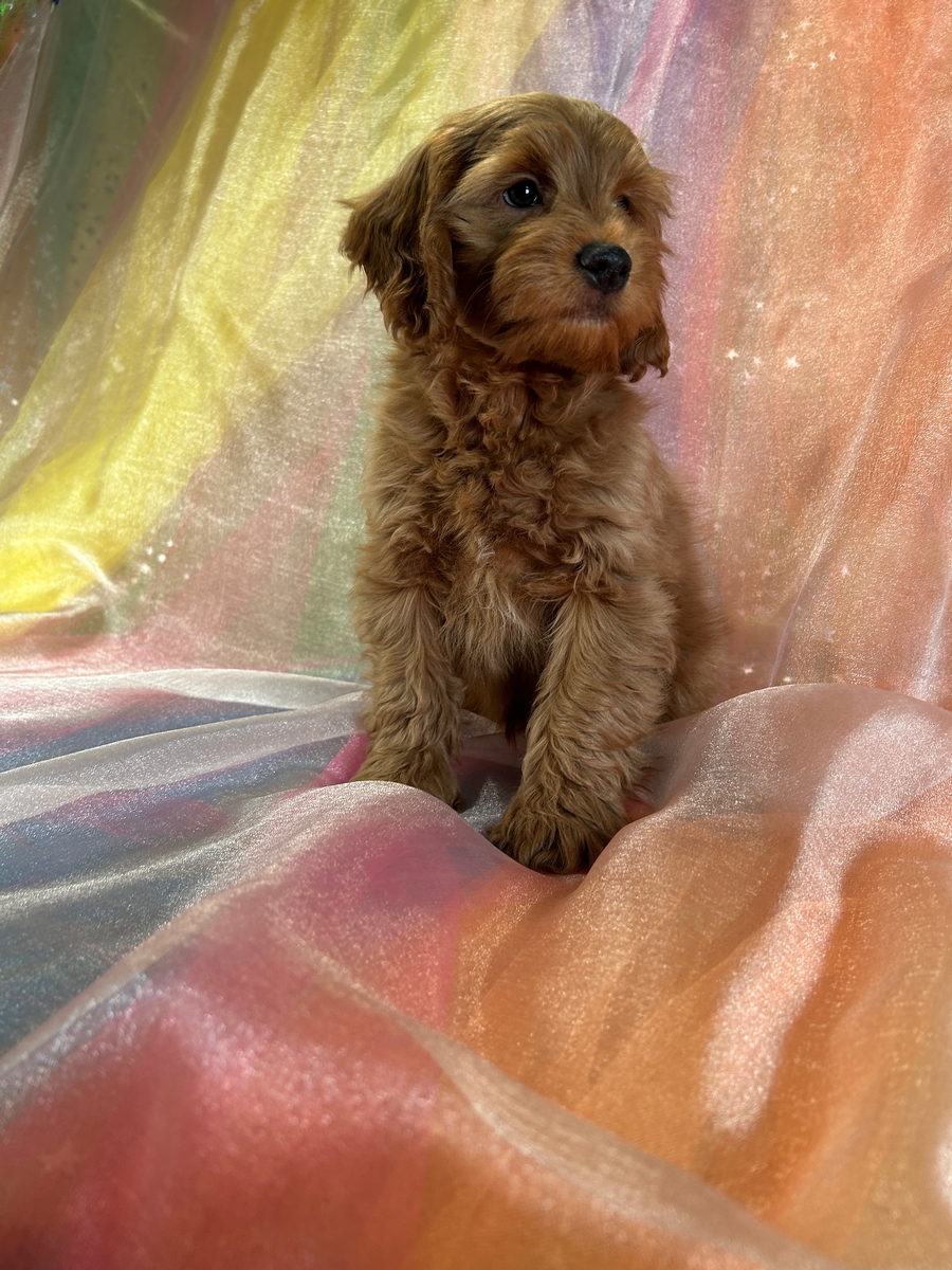 Male F1b Cockapoo DOB 10-24-2024 $950